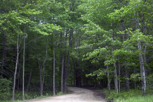 Country road winding through woods