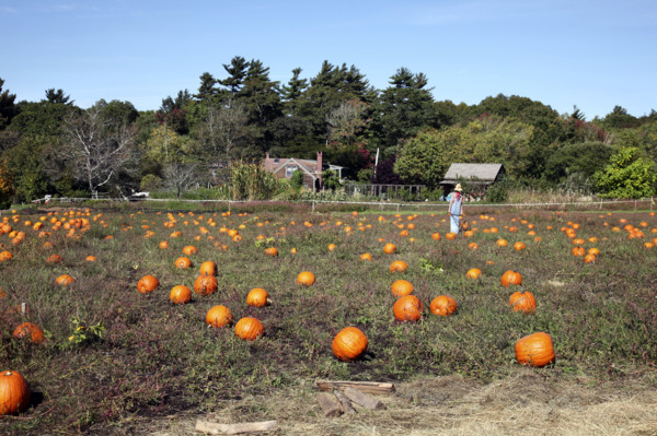 Field of orange pumpkins with farm in background