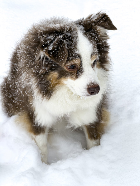 Miniature Australian Shepherd in snow