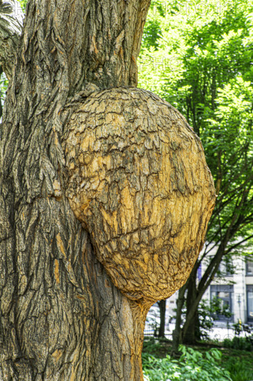 Tree burl, Washington Square Park, Greenwich Village, Manhattan, New York City, New York, USA