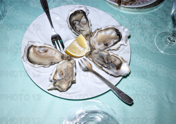 Fresh oysters surrounding a lemon wedge on white plate