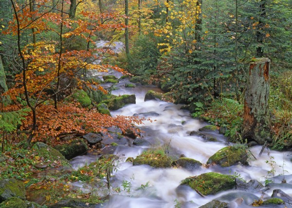Forest in autumn in the Bas-Rhin