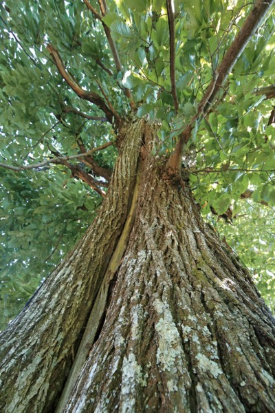 Chestnut tree, Lozère