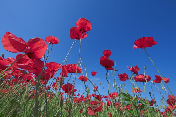 Champ de coquelicots