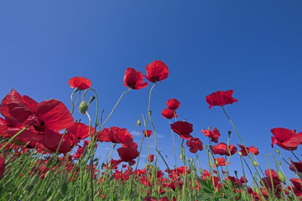 Champ de coquelicots