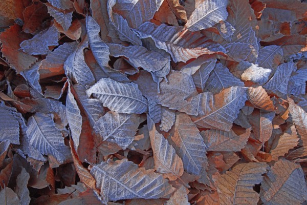 Frosted chestnut leaves