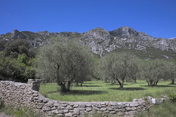 Saint-Jean-de-Buèges, Hérault
