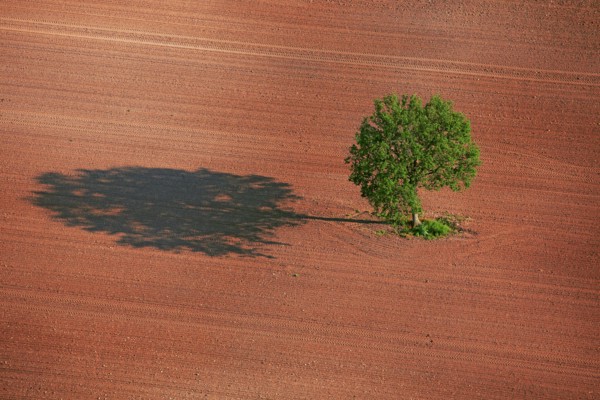 Arbre isolé, paysage de l'Indre