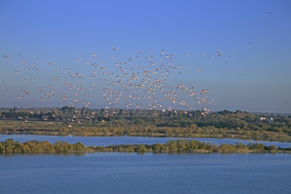 Camargue, Bouches-du-Rhône