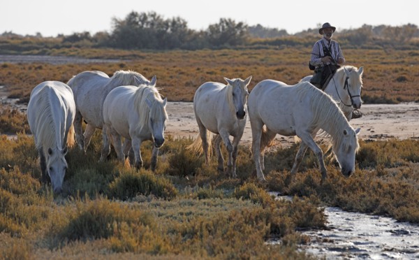 Camargue, Bouches-du-Rhône