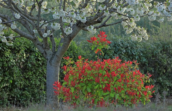 Cerisier en fleurs et arbuste photinia, Vaucluse