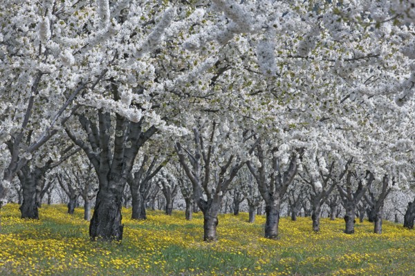 Cherry blossoms, Vaucluse