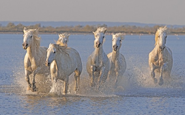 Camargue, Bouches-du-Rhône