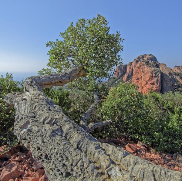 Saint Raphaël, Var