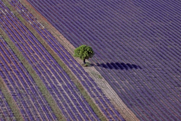Arbre isolé et champ de lavande, Alpes-de-Haute-Provence