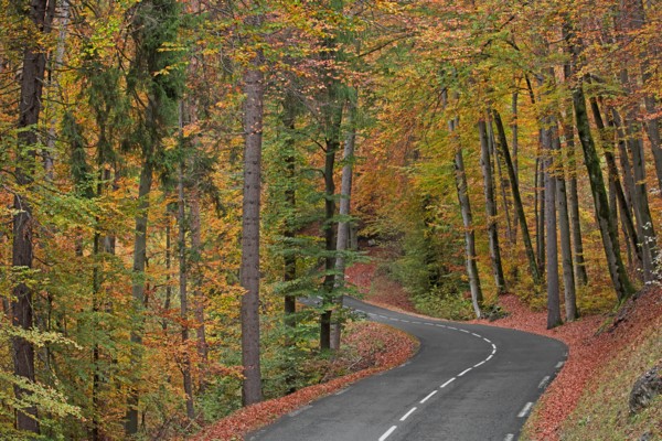 Road with turn in forest in autumn, Haute-Savoie