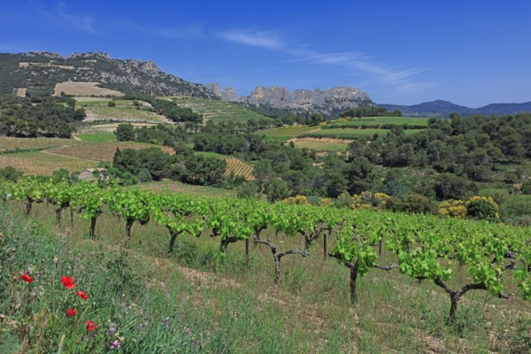 Gigondas, les Dentelles de Montmirail, Vaucluse