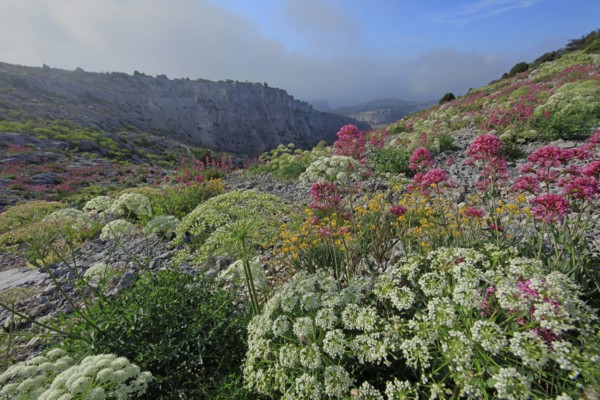 Flore des Calanques de Marseille, Bouches-du-Rhône