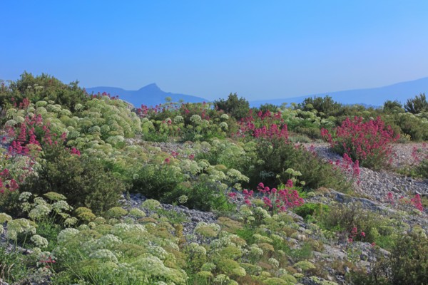 Flore des Calanques de Marseille, Bouches-du-Rhône