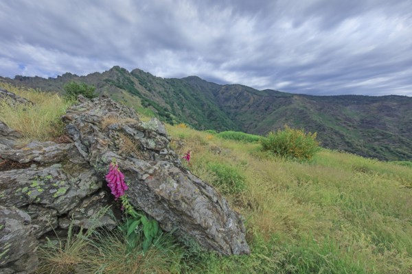 Mont Aigoual, Gard