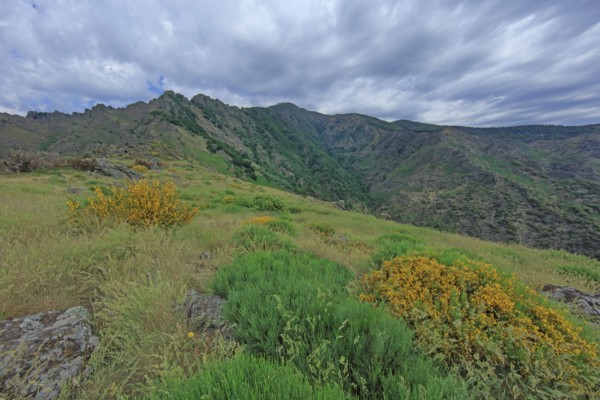 Mont Aigoual, Gard