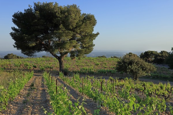 Vacqueyras, Vaucluse