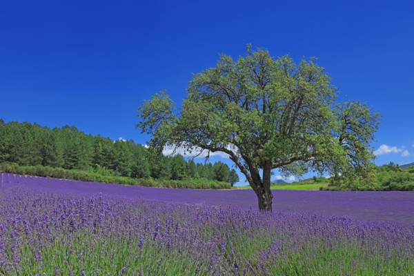 Vaucluse, Arbre isolé au milieu d'un champ de lavande