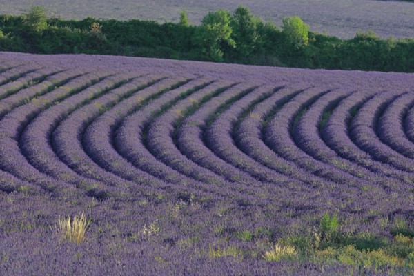 Alpes-de-Haute-Provence, champ de lavande
