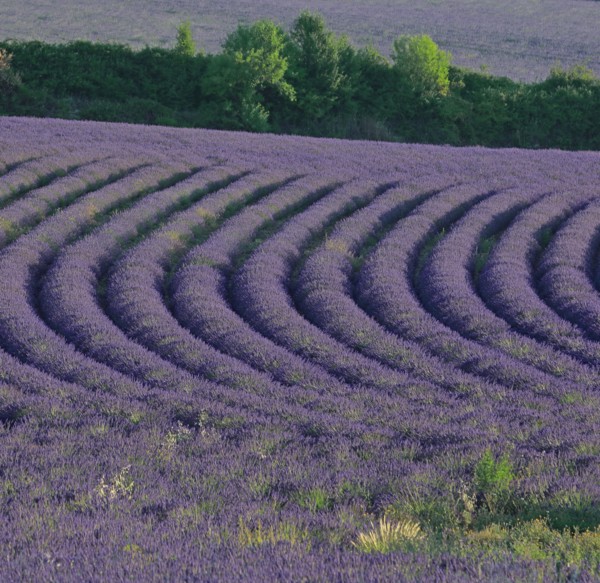 Alpes-de-Haute-Provence, champ de lavande