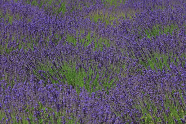 Alpes-de-Haute-Provence, champ de lavande