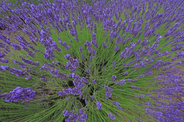 Alpes-de-Haute-Provence, champ de lavande