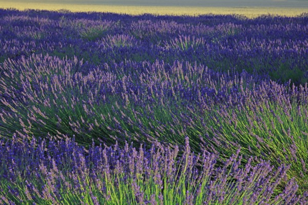 Alpes-de-Haute-Provence, champ de lavande