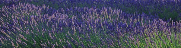 Alpes-de-Haute-Provence, champ de lavande
