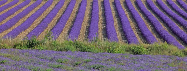 Alpes-de-Haute-Provence, champ de lavande