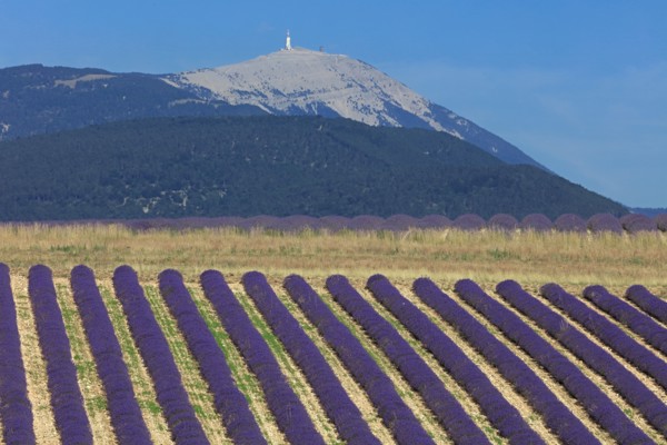 Drôme, champ de lavande