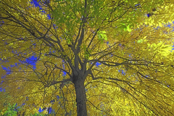 Frêne en automne