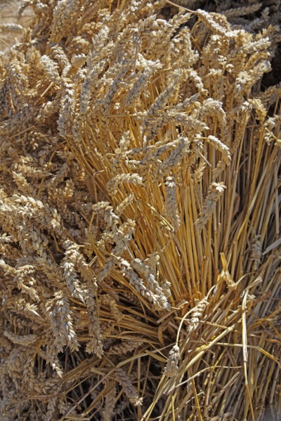 Gerbe de blé mûr