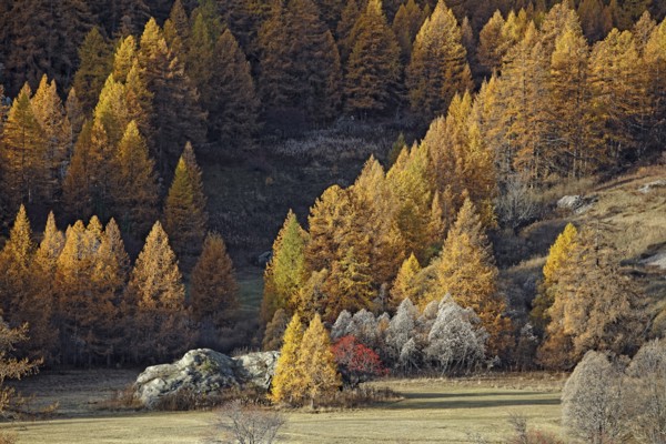 Névache en automne, Vallée de la Clarée, Hautes-Alpes
