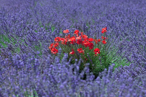 Poppies in the middle of a lavender field