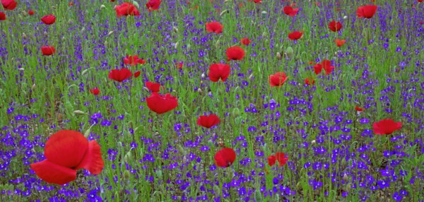 Poppies and forget-me-nots