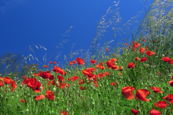 Field of poppies