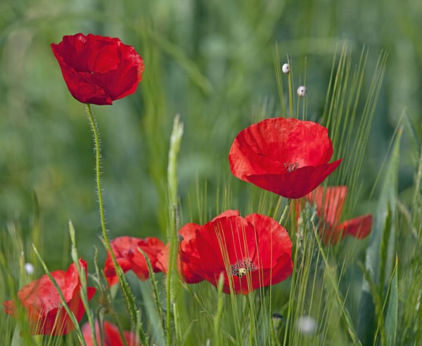Poppies