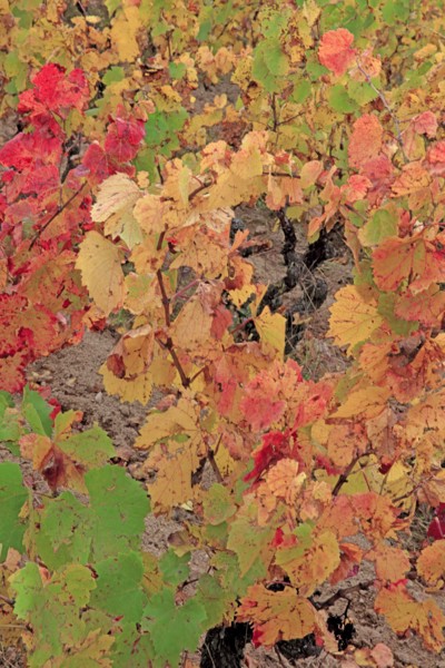 Vignoble du Beaujolais en automne
