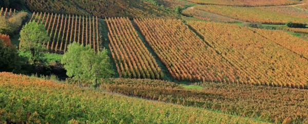 Vignoble du Beaujolais en automne
