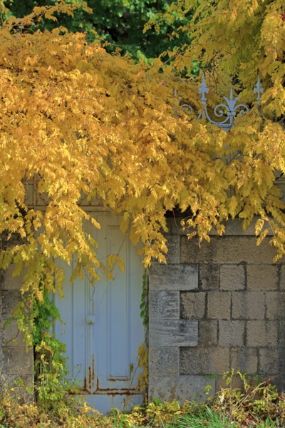 Feuillages d'automne