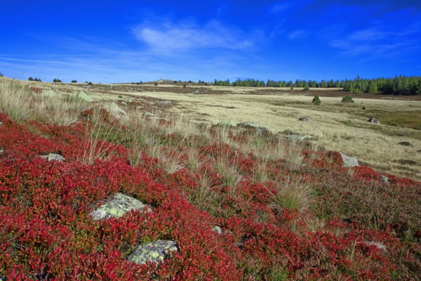 Paysage du Mont Lozère, Lozère