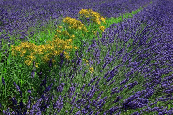 Champ de lavande et millepertuis perforé