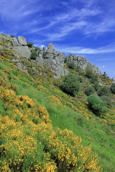 Paysage du Mont Lozère