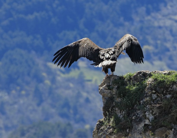 Vultures on a rocky outcrop, Aveyron