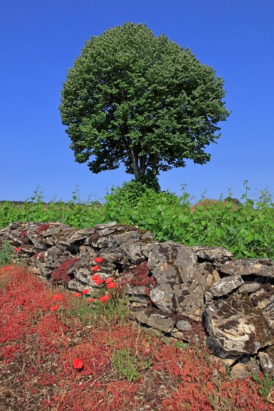 Landscape in Côte d'Or